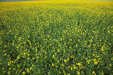 《碧蓝幻想：Relink》现已进厂压盘 体验版1月上线